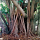 The Mighty Moreton Bay Fig Tree
