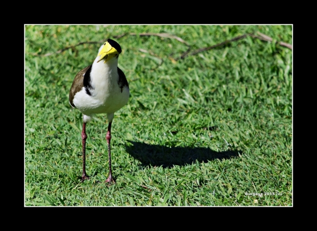 The Curious Plover